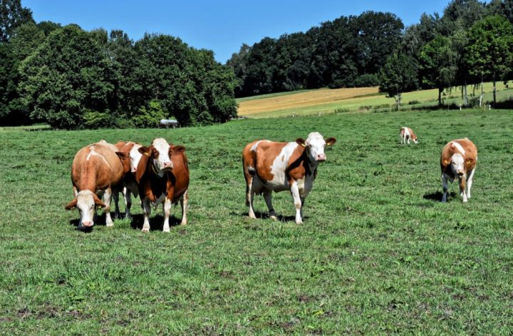 agricultura y ganaderia regenerativa